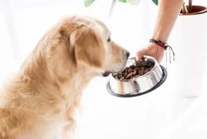 Dog Food